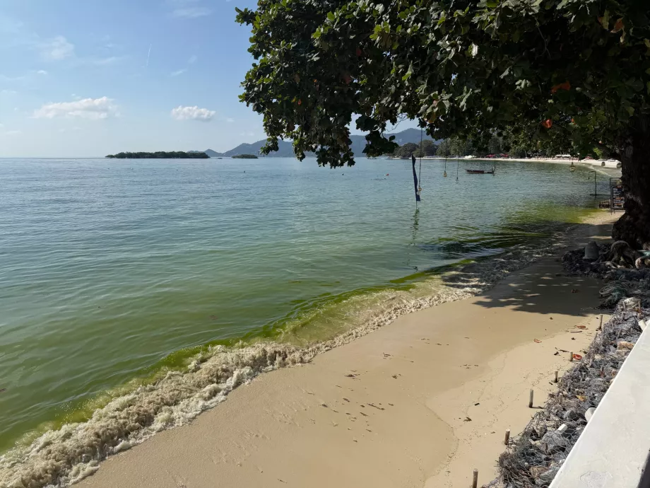 Hotelli rand täis vetikaid