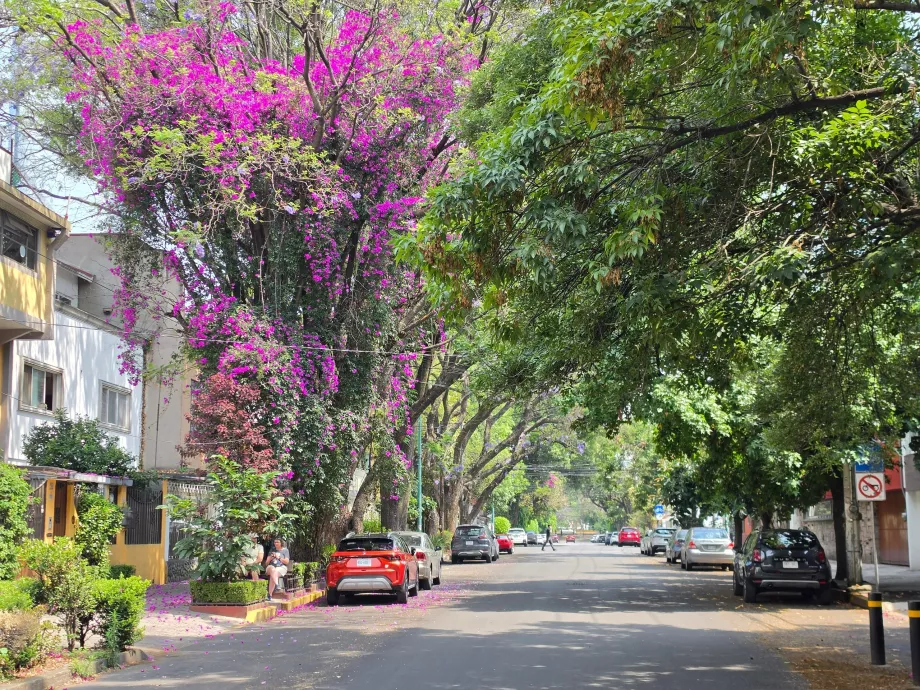 Coyoacáni piirkond