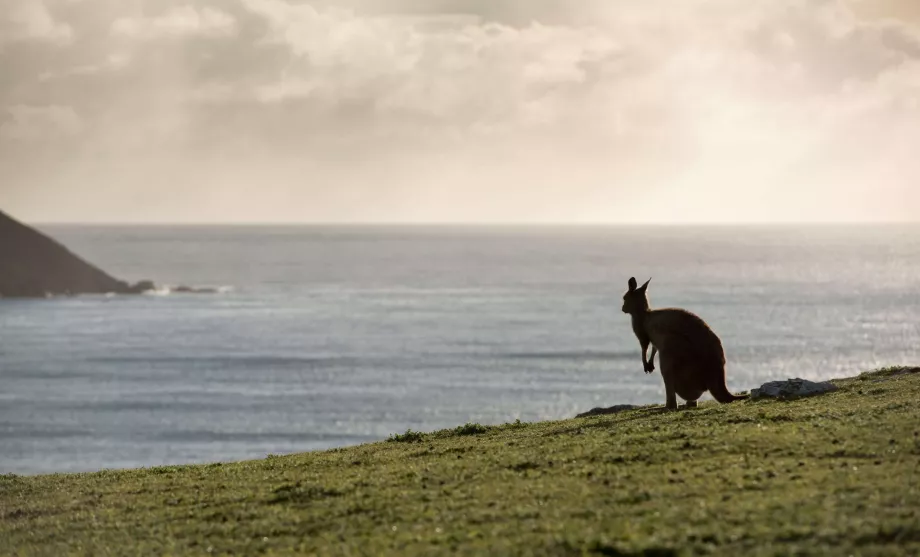 Känguru Austraalias