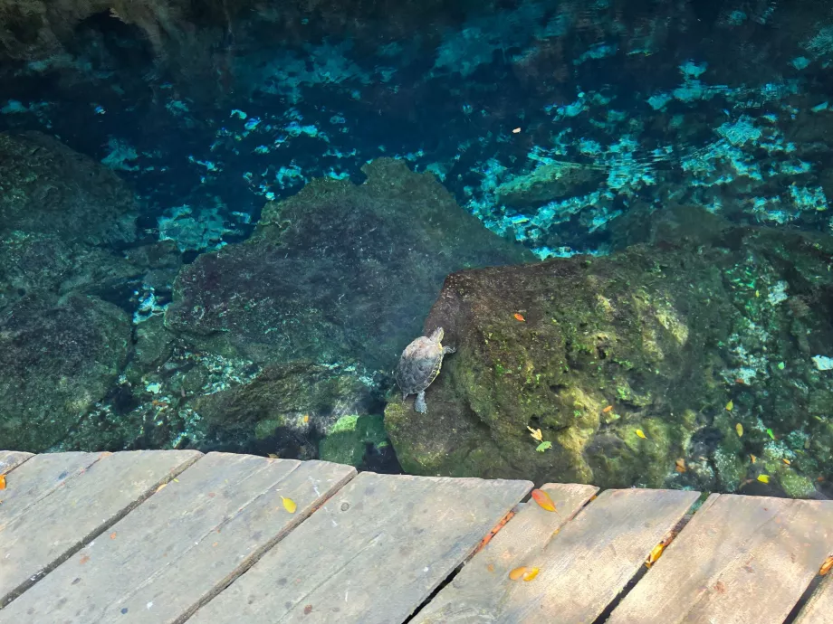 Kilpkonnad Gran Cenotes