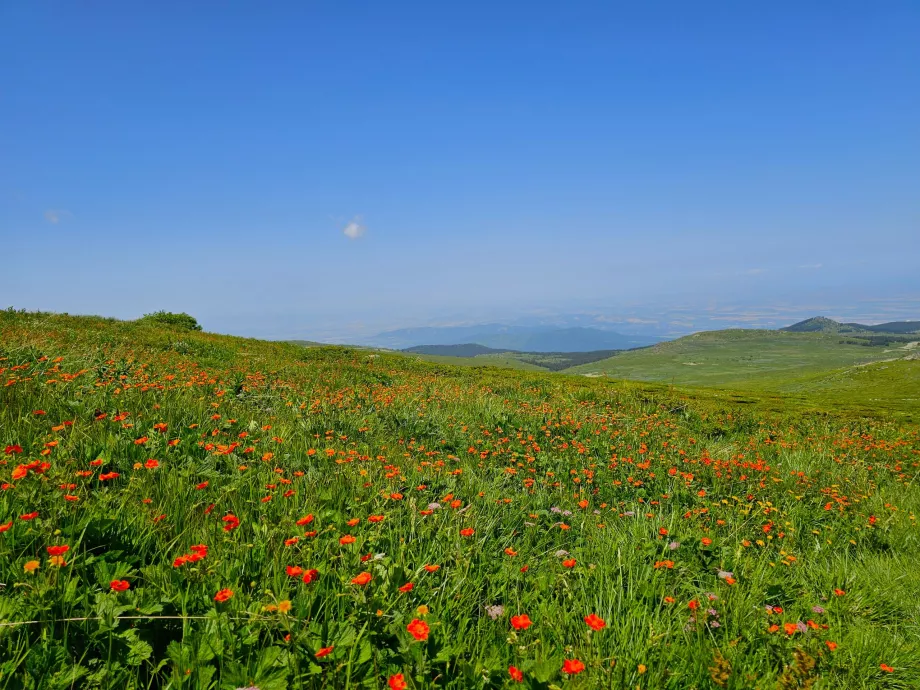 Vitosha mägedes asuvad niidud